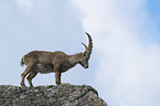 standing alpine ibex