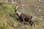 Alpine ibex