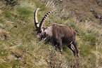 Alpine ibex