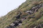 Alpine ibex