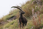 Alpine ibex