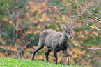 Alpine ibex