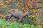 Alpine ibex