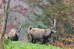 Alpine ibex