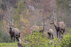 Alpine ibex