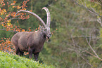 Alpine ibex