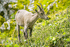 alpine ibex