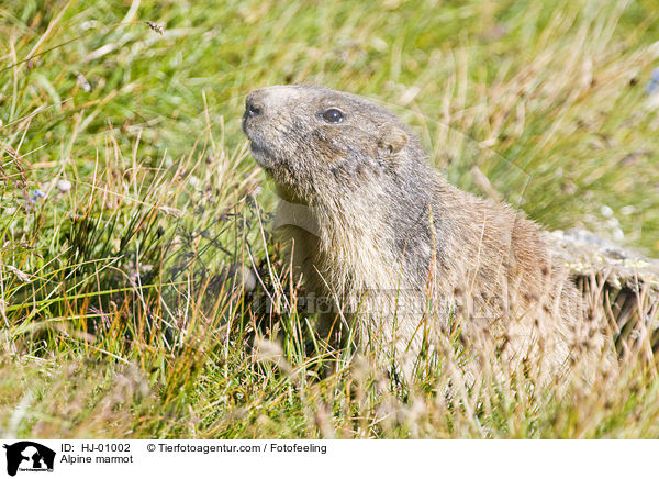 Alpine marmot / HJ-01002