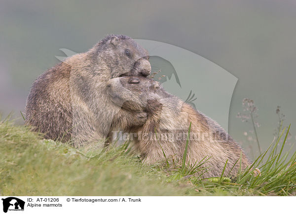 Alpenmurmeltiere / Alpine marmots / AT-01206