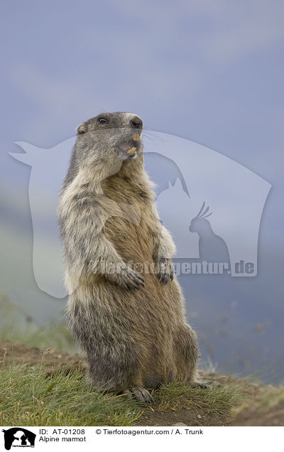 Alpenmurmeltier / Alpine marmot / AT-01208