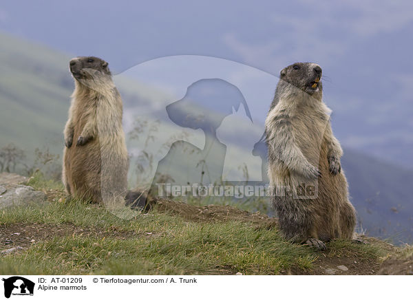 Alpenmurmeltiere / Alpine marmots / AT-01209