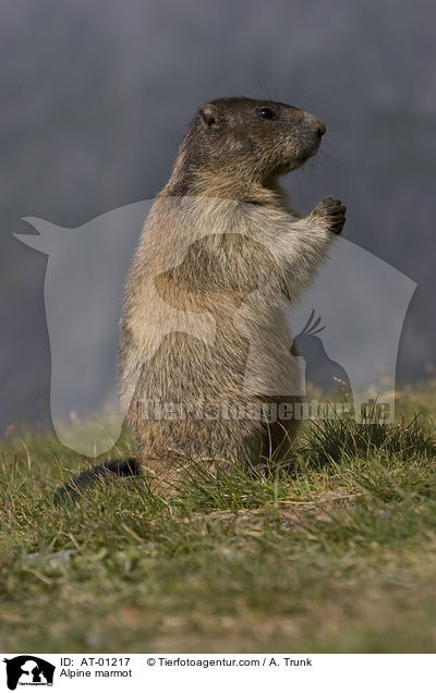 Alpenmurmeltier / Alpine marmot / AT-01217
