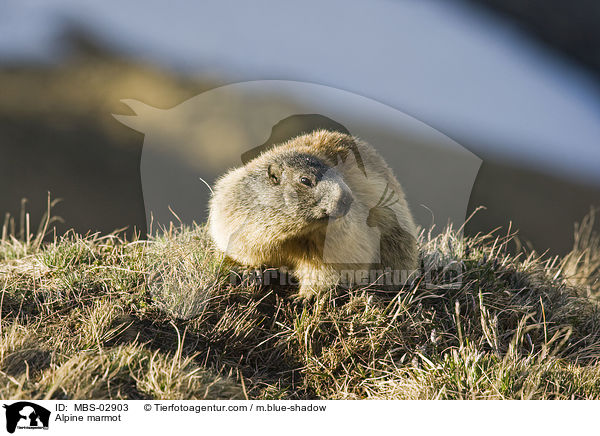 Alpenmurmeltier / Alpine marmot / MBS-02903