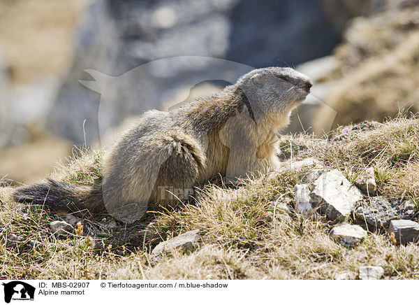 Alpenmurmeltier / Alpine marmot / MBS-02907