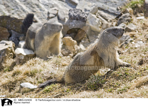 Alpenmurmeltier / Alpine marmot / MBS-02908