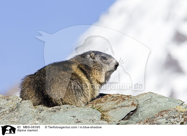 Alpenmurmeltier / Alpine marmot / MBS-08395