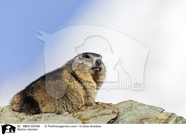 Alpenmurmeltier / Alpine marmot / MBS-08396