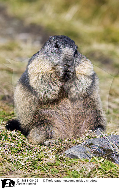 Alpenmurmeltier / Alpine marmot / MBS-08402