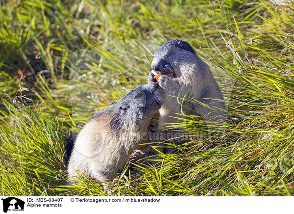 Alpenmurmeltiere / Alpine marmots / MBS-08407