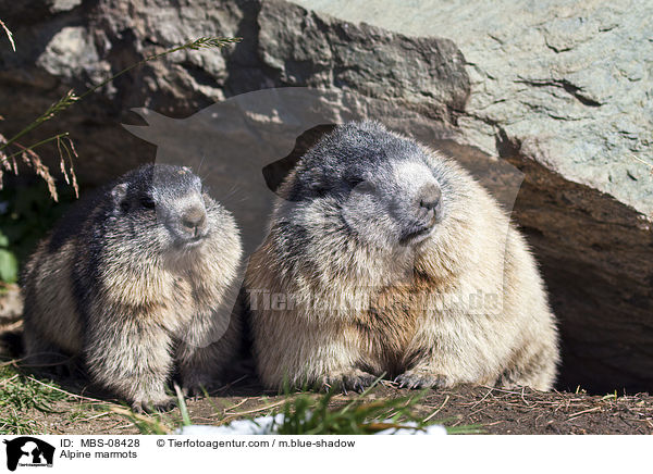 Alpenmurmeltiere / Alpine marmots / MBS-08428