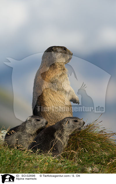 Alpenmurmeltiere / Alpine marmots / SO-02696