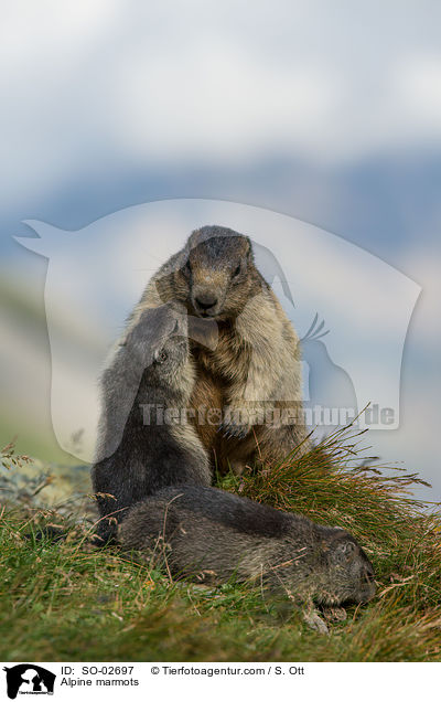 Alpenmurmeltiere / Alpine marmots / SO-02697