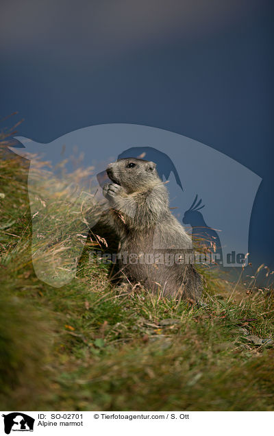 Alpenmurmeltier / Alpine marmot / SO-02701