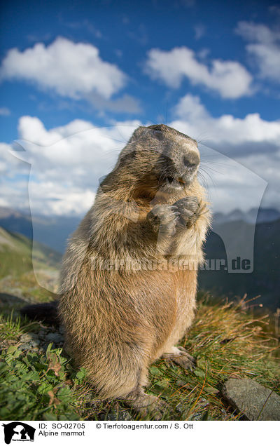 Alpenmurmeltier / Alpine marmot / SO-02705