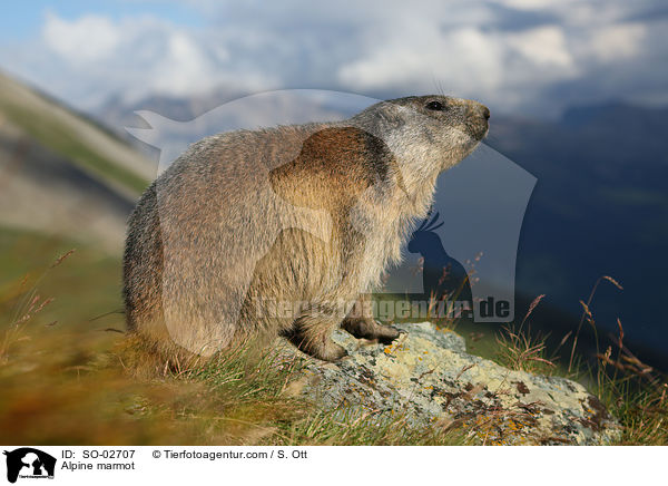 Alpenmurmeltier / Alpine marmot / SO-02707