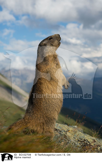 Alpenmurmeltier / Alpine marmot / SO-02708