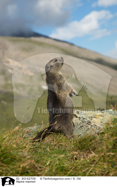 Alpenmurmeltier / Alpine marmot / SO-02709
