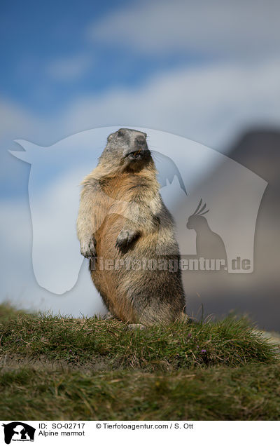Alpenmurmeltier / Alpine marmot / SO-02717