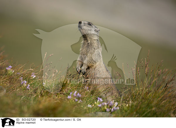 Alpenmurmeltier / Alpine marmot / SO-02720
