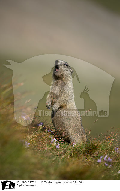 Alpenmurmeltier / Alpine marmot / SO-02721