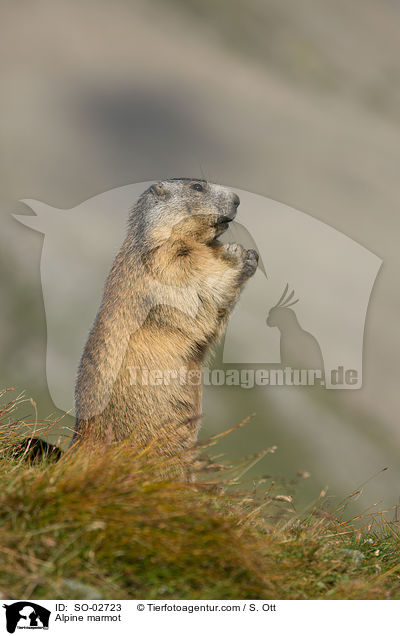 Alpenmurmeltier / Alpine marmot / SO-02723