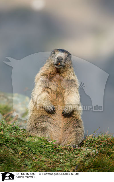 Alpenmurmeltier / Alpine marmot / SO-02725