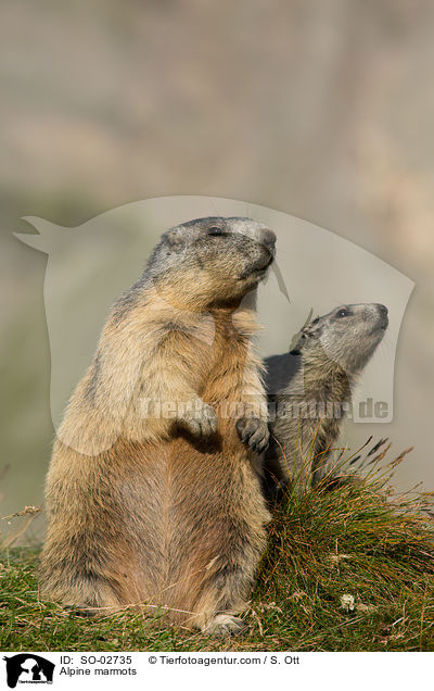 Alpenmurmeltiere / Alpine marmots / SO-02735
