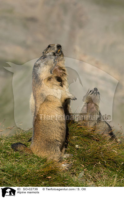 Alpenmurmeltiere / Alpine marmots / SO-02736