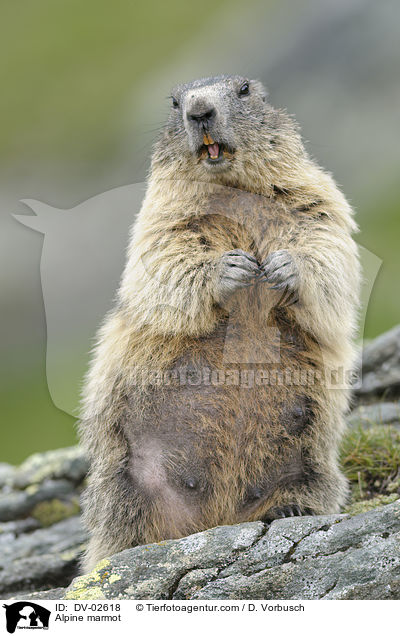 Alpenmurmeltier / Alpine marmot / DV-02618