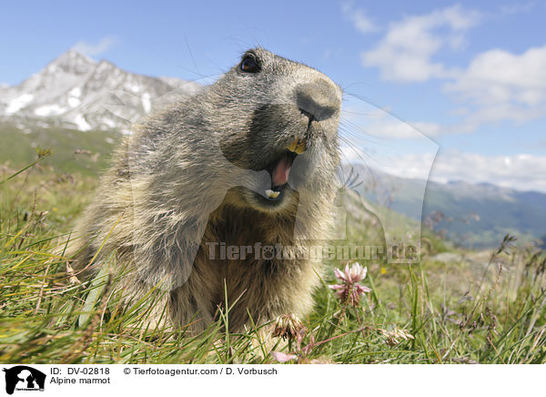 Alpenmurmeltier / Alpine marmot / DV-02818