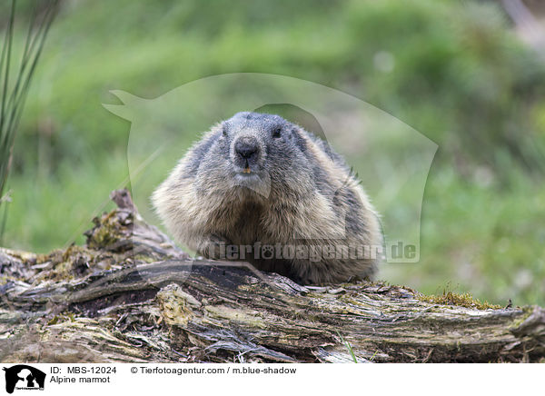 Alpenmurmeltier / Alpine marmot / MBS-12024