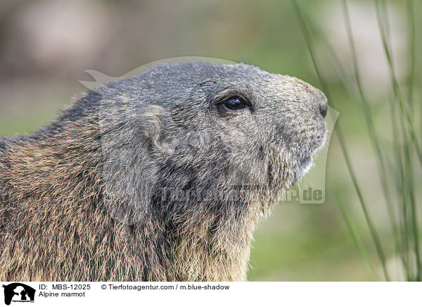 Alpenmurmeltier / Alpine marmot / MBS-12025