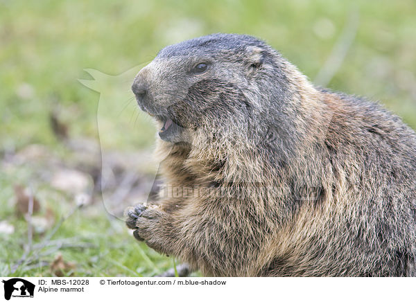 Alpenmurmeltier / Alpine marmot / MBS-12028