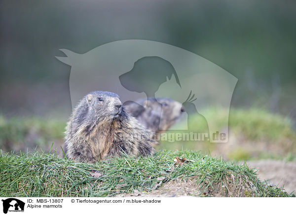 Alpenmurmeltiere / Alpine marmots / MBS-13807