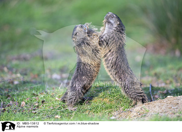 Alpenmurmeltiere / Alpine marmots / MBS-13812