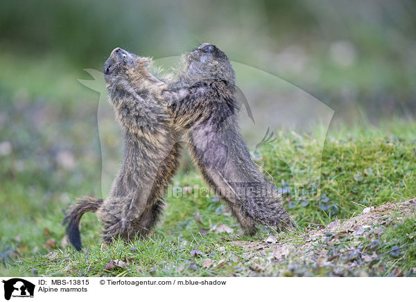 Alpenmurmeltiere / Alpine marmots / MBS-13815