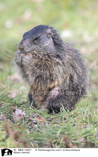 Alpenmurmeltier / Alpine marmot / MBS-13821