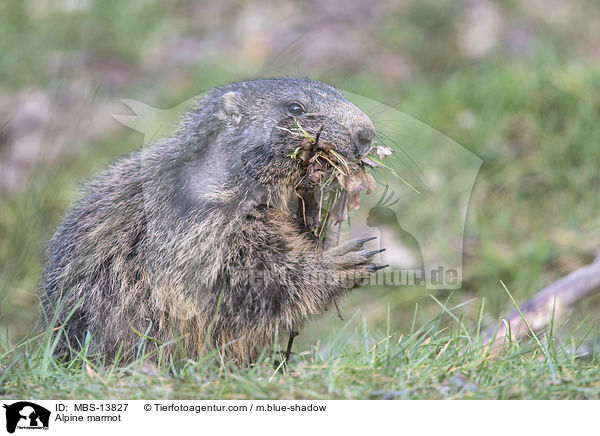 Alpenmurmeltier / Alpine marmot / MBS-13827