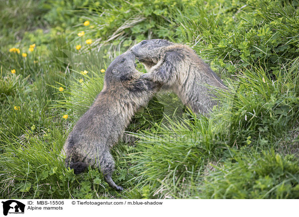 Alpenmurmeltiere / Alpine marmots / MBS-15506