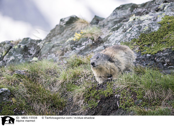 Alpenmurmeltier / Alpine marmot / MBS-15508